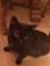Dorice ...