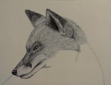 M Lamb