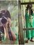 Maheen Fatima