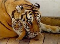 عمر عبد الله