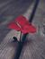 Tota Noor