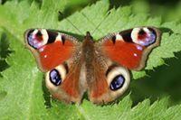 Janet Trott-Nicholls