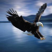 القرار الأخير