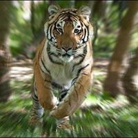 Արսեն Պողոսյան