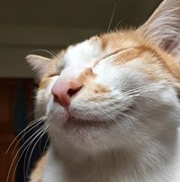 頴鴻 周