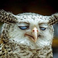 MtoMaster Heronlyman