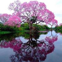 BrendAnn Picketts-Porter