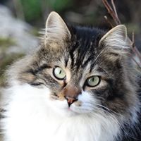 ქეთი სალაძე