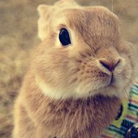 Dương Bảo Duyên