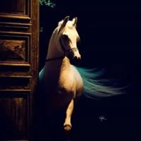 شروق حميدات