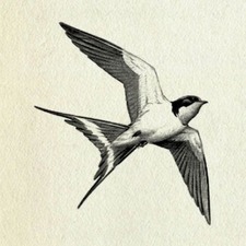 Guy Wilkinson