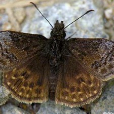 sleepyduskywing