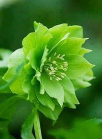 محمد العوادي