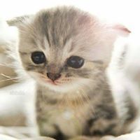 อาดาจิ ฮานะ