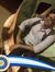 Nilesh ...