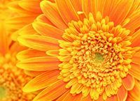 Chandana Jayakumaran