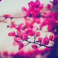 اروى ابوبكر