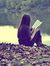 Maham N...