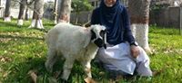 Ayma Mansoor