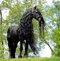 أفيناش العثمان