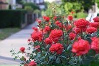 زهراء الحمداني