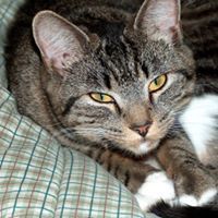 Alessandra Nadudvari