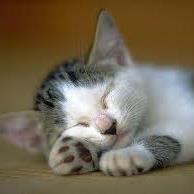 อารยา เขียวบริสุทธิ์