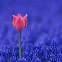 Saranya Suyambulingam