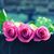 Heba Toubar