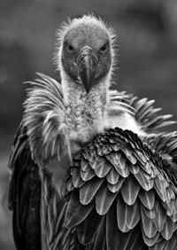 ტატო მჭედლიშვილი