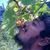 Hussain Zaid