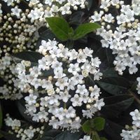 طارق مقدادي