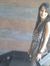 Payal Sood