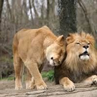 السندباد البحرى