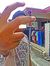 Rizki P...