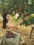 Yifang Ni