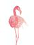 PrettyFlamingo