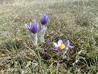 Алиска Скородумская