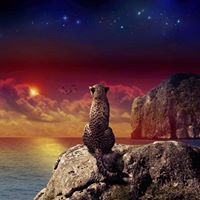 தமிழீழப்பறவை கனடாவில்