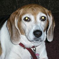 Wendee McWilliams Bauer