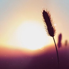 أبوعبيدة محمد