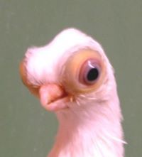 عنيدالرمال المزروعي