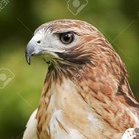 محمد العيسوى