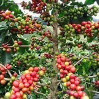 هيلان الدلالي