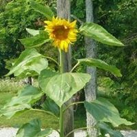 Buffy Shewmaker Ryan