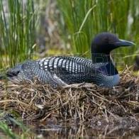 Norma Knotts Shaffer