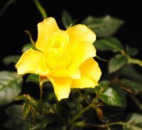 Милена Иванова