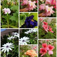 إسراء أبو وردة