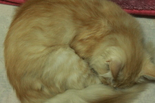 نهي جمال الدين