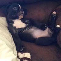 Steve-O Alablalhipo